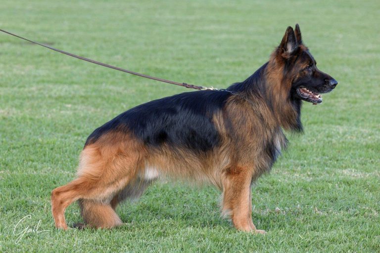 48th-national-german-shepherd-show-and-trial-results-western-branch